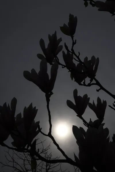 DSC_6927 (Large).JPG